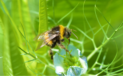 Busy Bee Thumbnail